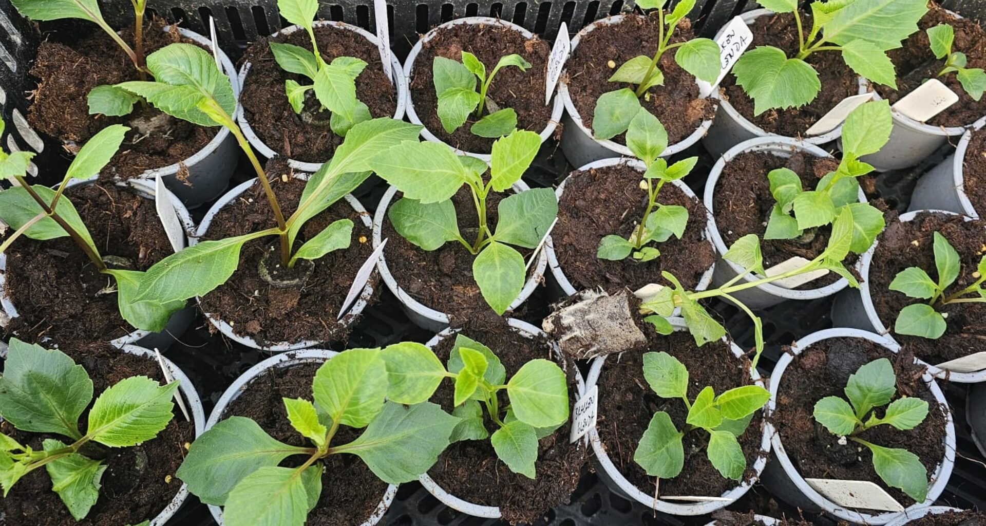 Rooted dahlia cuttings | Zakorenené odrezky dálií