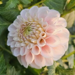 Dália 20th Ave Memory | Dahlia 20th Ave Memory