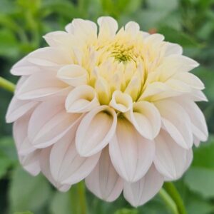 Dália 20th Ave Memory | Dahlia 20th Ave Memory