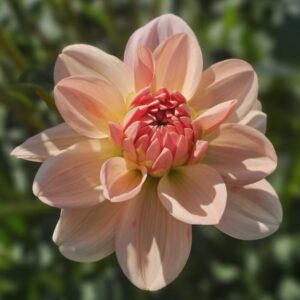 Dália Ankara | Dahlia Ankara