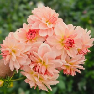 Dália Ankara | Dahlia Ankara