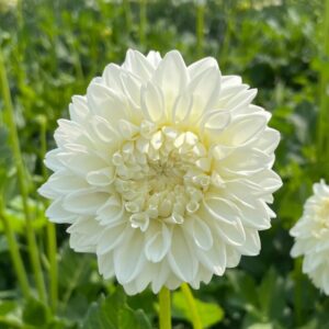 Dália Blizzard | Dahlia Blizzard