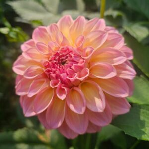 Dália Bloomquist Dave | Dahlia Bloomquist Dave