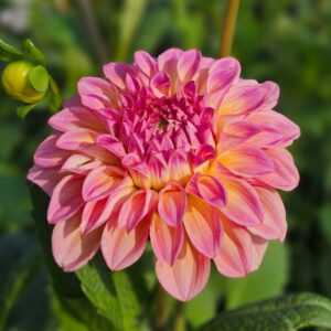 Dália Bloomquist Dave | Dahlia Bloomquist Dave