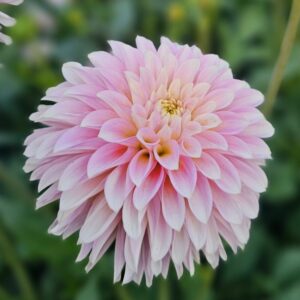 Dália Bloomquist Essence | Bloomquist Essence