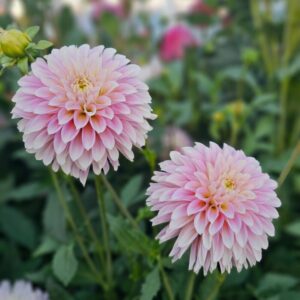 Dália Bloomquist Essence | Bloomquist Essence