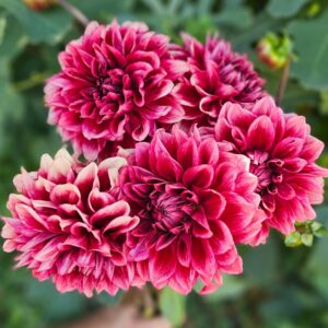 Dália Bloomquist York | Bloomquist York