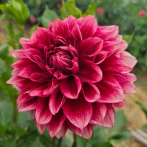 Dália Bloomquist York | Bloomquist York