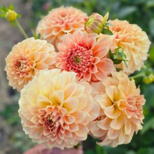 Dália Bracken Glenda | Dahlia Bracken Glenda