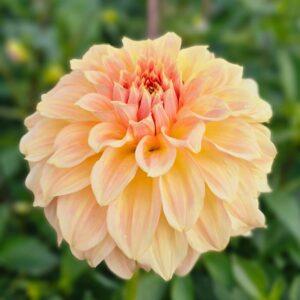Dália Bracken Glenda | Dahlia Bracken Glenda