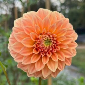 Dália Bracken Palomino | Dahlia Bracken Palomino