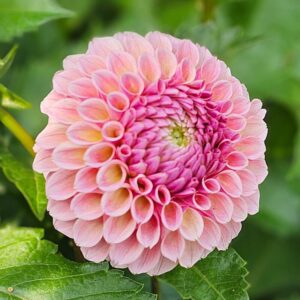 Dália Bracken Rose | Dahlia Bracken Rose