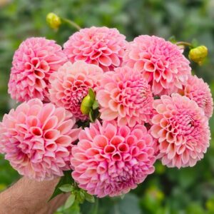 Dália Bracken Rose | Dahlia Bracken Rose