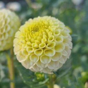 Dália Buttercup | Dahlia Buttercup