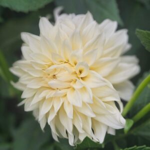 Dália Cafe au Lait Mini | Dahlia Cafe au Lait Mini