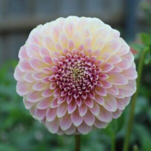 Dália Coorabell Moonglow | Dahlia Coorabell Moonglow