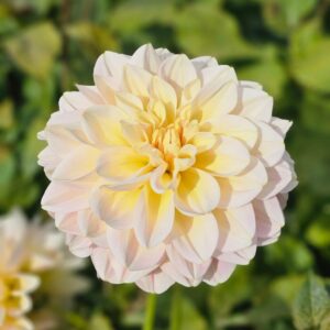 Dália Day Dreamer | Dahlia Day Dreamer