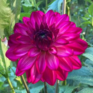 Dália Fabulous | Dahlia Fabulous