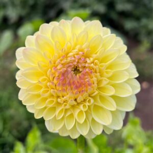 Dália Ferncliff Bliss | Dahlia Ferncliff Bliss