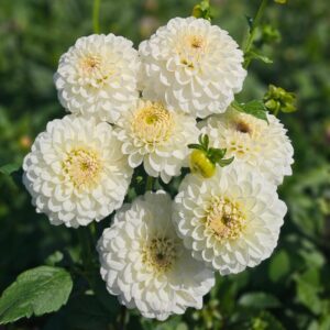 Dália Ferncliff Crevasse | Dahlia Ferncliff Crevasse