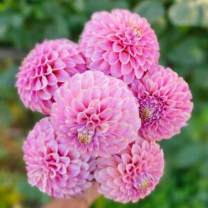 Dália Florelie Oracle | Dahlia Florelie Oracle