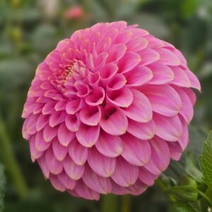 Dália Florelie Oracle | Dahlia Florelie Oracle