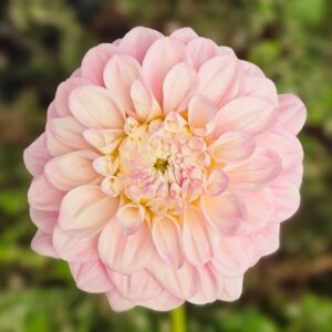 Dália Florelie Pirouette | Dahlia Florelie Pirouette