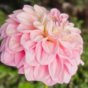 Dália Florelie Pirouette | Dahlia Florelie Pirouette