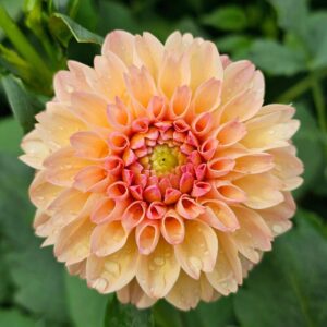 Dália Florelie Toffee | Dahlia Florelie Toffee