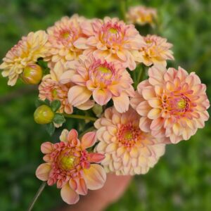 Dália Florelie Toffee | Dahlia Florelie Toffee