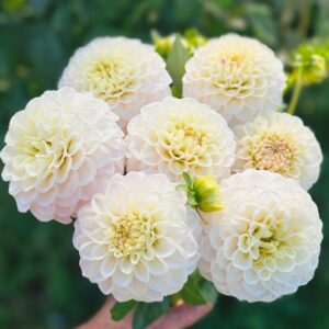 Dália GG's Baby Breath | Dahlia GG's Baby Breath