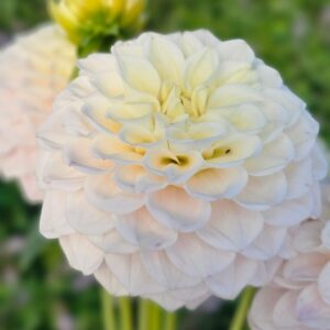 Dália GG's Baby Breath | Dahlia GG's Baby Breath