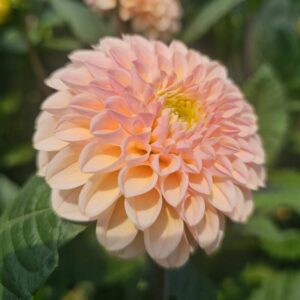 Dália Hapet Cheddar | Dahlia Hapet Cheddar