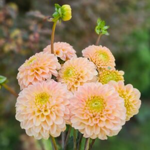 Dália Hapet Cheddar | Dahlia Hapet Cheddar