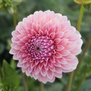Dália Hilier Tanunda | Dahlia Hilier Tanunda