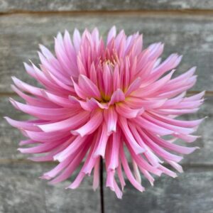 Dália Hollyhill Cotton Candy | Dahlia Hollyhill Cotton Candy