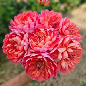 Dália Hollyhill Daydream | Dahlia Hollyhill Daydream