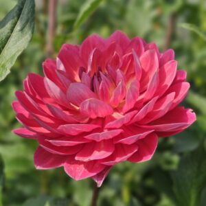 Dália Hollyhill Daydream | Dahlia Hollyhill Daydream