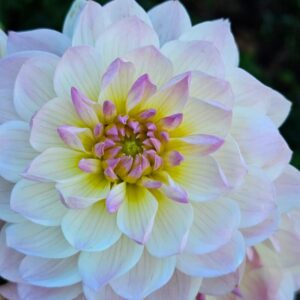 Dália Hollyhill Lilibeth | Dahlia Hollyhill Lilibeth