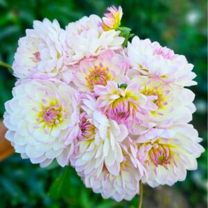 Dália Hollyhill Lilibeth | Dahlia Hollyhill Lilibeth