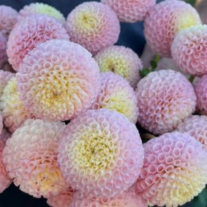 Dália Irish D Porter | Dahlia Irish D Porter