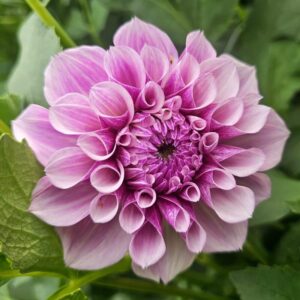 Dália Jeff Bloom | Dahlia Jeff Bloom