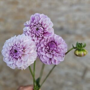 Dália Jeff Bloom | Dahlia Jeff Bloom