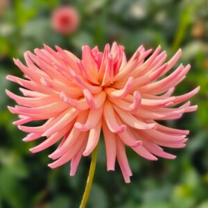 Dália Josudi Mercury | Dahlia Josudi Mercury