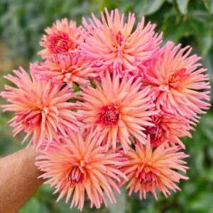 Dália Josudi Mercury | Dahlia Josudi Mercury