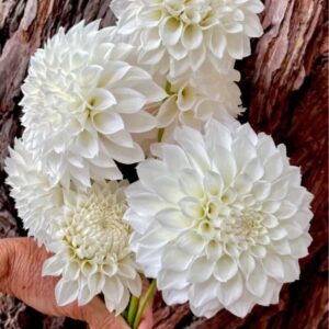 Dália KA's Bella Luna | Dahlia KA's Bella Luna