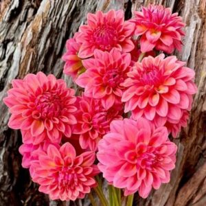 Dália KA's Boho Peach | Dahlia KA's Boho Peach