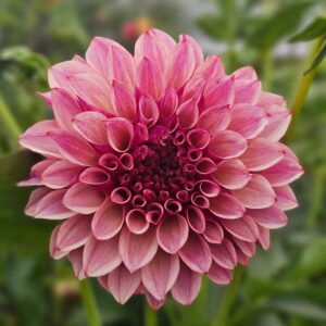 Dália KA's Cafe Mauve | Dahlia KA's Cafe Mauve