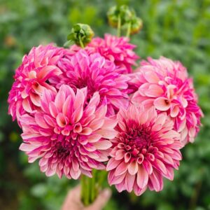 Dália KA's Cafe Mauve | Dahlia KA's Cafe Mauve