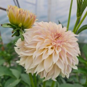 Dália KA's Champagne | Dahlia KA's Champagne